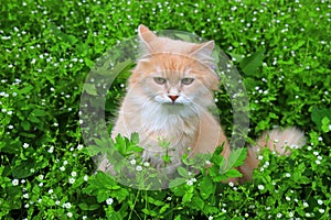 Angry red haired lost cat looks out of the green grass. Sad missing cat looking for a home. An abandoned animal in the