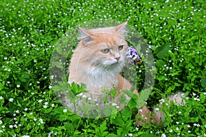 Angry red haired lost cat looks out of the green grass. Sad missing cat looking for a home. An abandoned animal in the