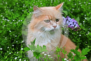 Angry red haired lost cat looks out of the green grass. Sad missing cat looking for a home. An abandoned animal in the