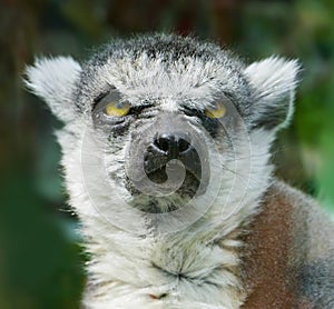 Angry Ring-Tailed Lemur