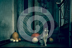 Angry roaring cat with amputated leg sitting by front door decorated with pumpkins for the Halloween season. Dark spooky Halloween