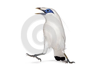 Angry Rothschild\'s Swift bird, Leucopsar rothschildi, isolated on white