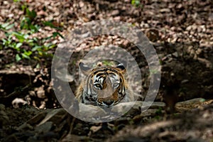 An angry royal bengal wild male tiger portrait with an eye contact