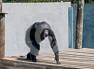 Angry Screaming Chimpanzee Primate on knuckles