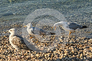 Angry seagull bird at seaside coastline in summer morning