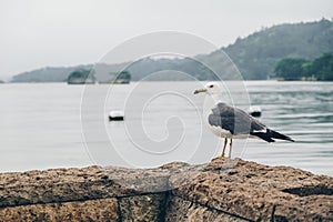 An angry seagull or a gull standing on a stone wall