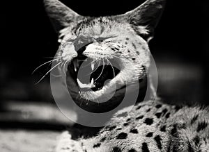 Angry serval cat