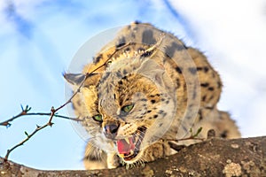 Angry Serval on a tree
