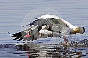 An Angry Shelduck (Tadorna tadorna).