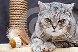 Angry shorthair scottish striped cat looking at camera