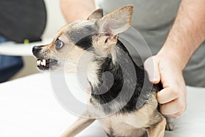 angry small dog breeds, chihuahua grins at the owner, pet bites and growls, shows teeth