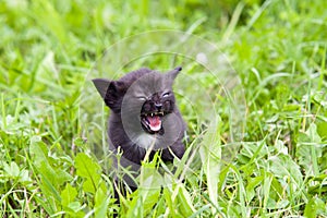 Angry small kitten in the grass