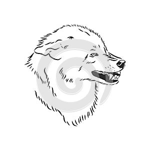 Angry snarling wolf, angry wolf growls, wolf head, vector sketch illustration