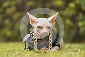 Angry Sphinx hairless cat in a black leather jacket and a gold necklace sits in the grass, look to camera
