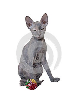 Angry sphynx hairless cat of gray color with a colored toy. Isolated image on a white