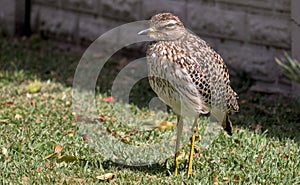 Angry Spotted Thick-Knee Bird