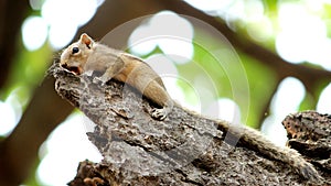 Squirrel standing at edge of tree branch