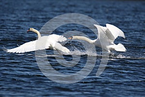 An Angry Swan Chasing off a Rival Swan