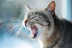 Angry tabby cat hissing in attempt to scare away an assaulter. Aggressive cat hisses with it's mouth open, showing fangs