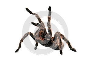 Angry Tarantula Spider
