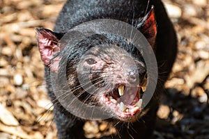 Tasmanian devil Sarcophilus harrisii photo