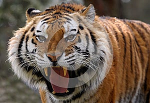 Angry tiger