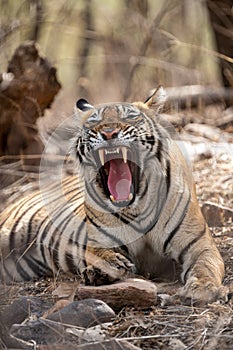 Angry tiger face with expression mouth open showing canines during summer season safari at ranthambore national park india