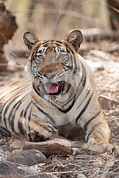 Angry tiger face with expression mouth open showing canines during summer season safari at ranthambore national park india