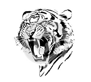 Angry tiger head with roaring mouth hand drawn sketch engraving style