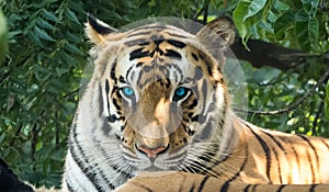 Angry Tiger Looking in Camera