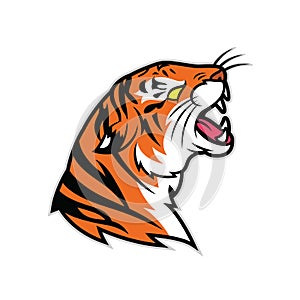 angry tiger mascot in white background