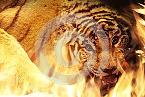 Angry tiger near fire