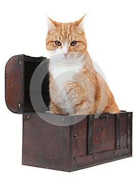 Angry tomcat in treasury chest photo