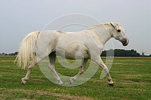 Angry trotting horse photo