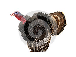 Angry turkey isolated on a white background photo