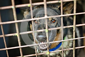 Angry valuing teeth German shepherd in kennel