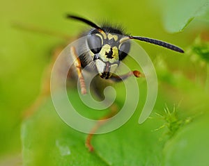 Angry Wasp Apocrita photo
