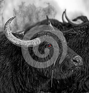 Angry Waterbuffalo portrait Portrait grantiger WasserbÃ¼ffel