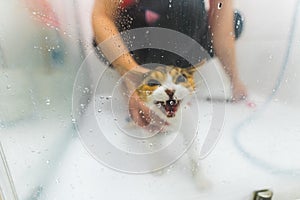 Angry wet Devon Rex cat hates taking a shower