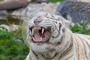 Angry white or bleached tiger roaring and showing fangs in open mouth - angry tiger roar. Angry Bengal tiger