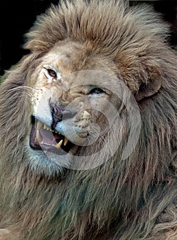 Angry white male lion