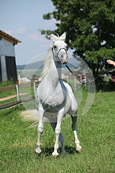 Angry white shagya arab