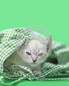 Angry White Siamese Kitten just woke up green checkered cloth bag