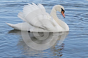 An angry white swan on the River Itchen