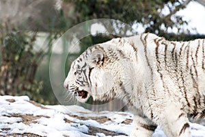 Angry white tiger