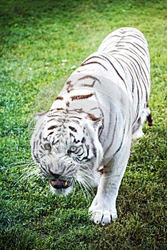 Angry White Tiger