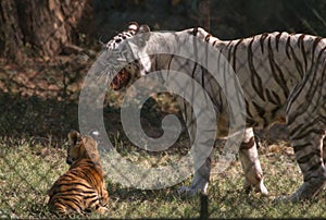 Angry White Tigress with yellow young cubs in a zoo in India
