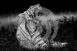Angry wild bengal tiger fine art portrait in isolated black and white bacground yawing with long canines during outdoor wildlife