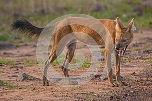 Angry Wild Dog sharp teeth