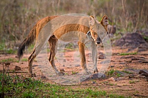 Angry Wild Dog sharp teeth